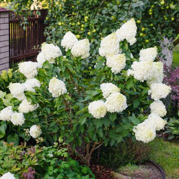 Rispenhortensie Polar Bear - Hydrangea paniculata Rispenhortensie Polar Bear - Hydrangea paniculata