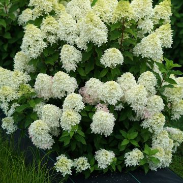 Rispenhortensie Quick Fire Fab - Hydrangea paniculata Rispenhortensie Quick Fire Fab - Hydrangea paniculata
