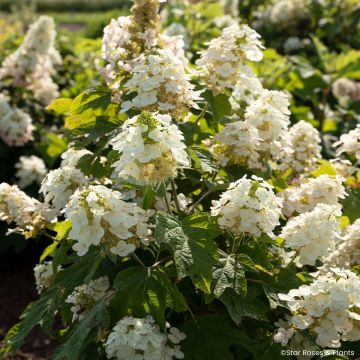 Eichenblatt-Hortensie Yeti - Hydrangea quercifolia