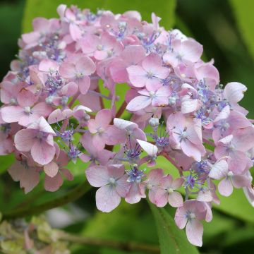 Hortensia - Hydrangea serrata Spreading beauty