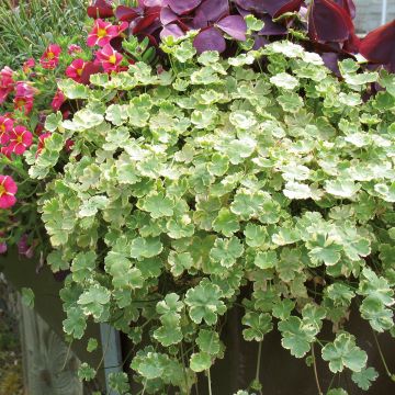 Hydrocotyle sibthorpioides - Kleinblättrige Wassernabel