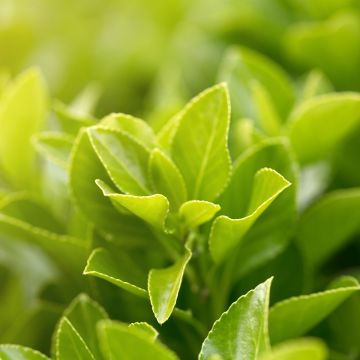 Stechpalme- Ilex setchuenensis