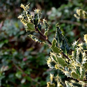 Houx hérisson Ferox Argentea - Ilex aquifolium Houx hérisson Ferox Argentea - Ilex aquifolium