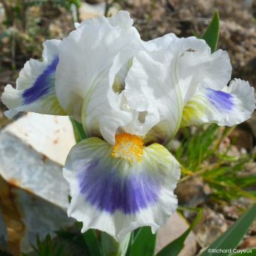 Iris Alas - Kleine Schwertlilie