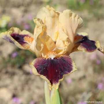 Iris germanica Dazzle Me - Iris des Jardins Lilliput