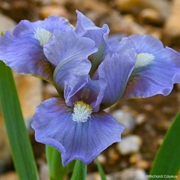 Iris Fib - Kleine Schwertlilie