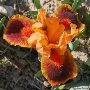 Iris Icon - Kleine Schwertlilie
