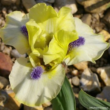 Iris germanica Island Sun - Iris des Jardins Lilliput