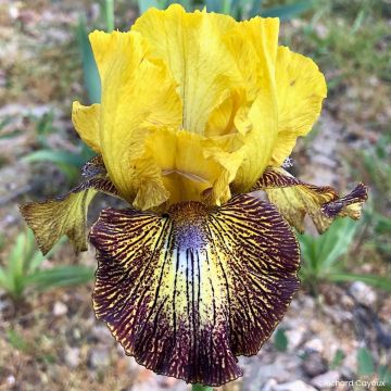 Iris Petit Tigre - Schwertlilie