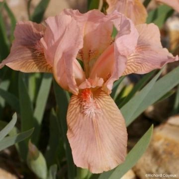 Iris Pink Blink - Kleine Schwertlilie