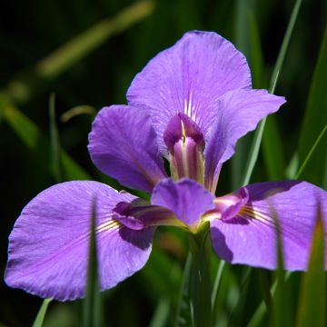 Iris louisiana Gulf Shore - Louisiana-Wasser-Iris