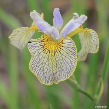 Iris Ally Oops - Teich-Schwertlilie