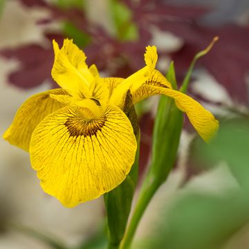 Iris Berlin Tiger - Teich-Schwertlilie