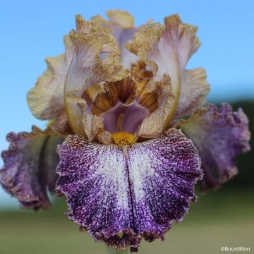 Iris germanica Dipped in Dots - Grand Iris des Jardins