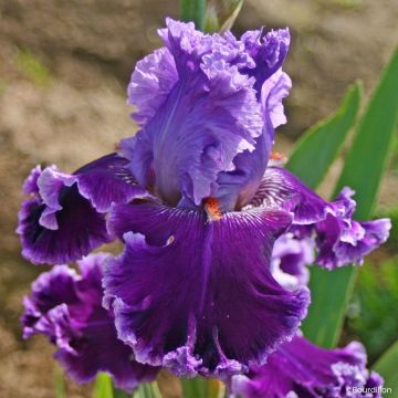 Iris germanica Louisa's Song - Schwertlilie