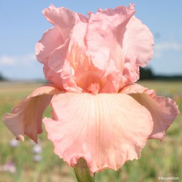 Iris germanica Magical Encounter - Grand Iris des Jardins
