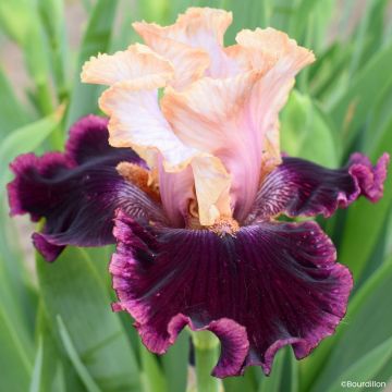 Iris germanica Vanilla Berry - Grand Iris des Jardins
