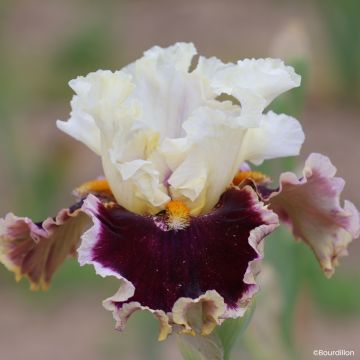 Iris germanica When Doves Cry - Grand Iris des Jardins