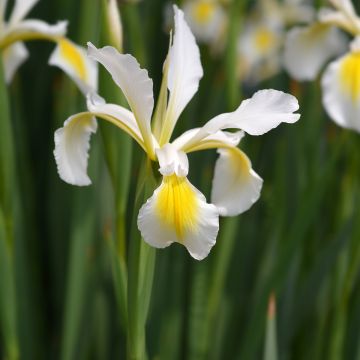 Iris ochroleuca (orientalis) - Orientalische Schwertlilie