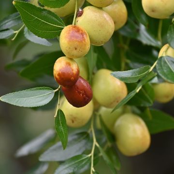 Chinesische Jujube Meimizao - Ziziphus jujuba