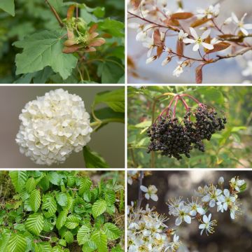 Wildhecken-Set Eco 2 Wildhecken-Set Eco 2