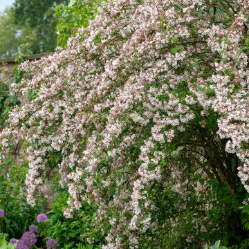 Kolkwitzia amabilis - Scheinweigelie