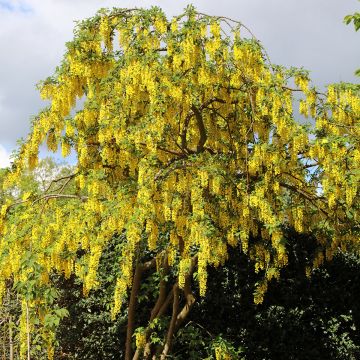 Laburnum anagyroides (samen) - Gewöhnlicher Goldregen