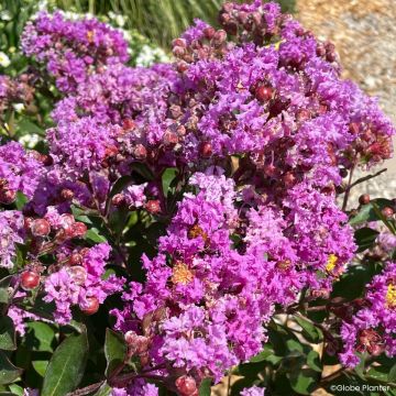 Chinesische Kräuselmyrte Gourmet Violetta - Lagerstroemia
