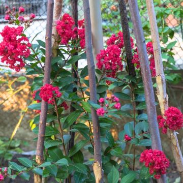 Chinesische Kräuselmyrte Terrasse Rouge - Lagerstroemia