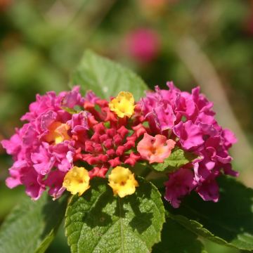 Lantana camara Gem Diva Pink - Wandelröschen Lantana camara Gem Diva Pink - Wandelröschen