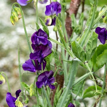 Duftwicke Blue Velvet (Samen) - Lathyrus odoratus
