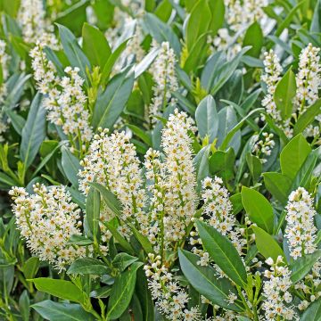 Laurier cerise - Prunus laurocerasus Herbergii Laurier cerise - Prunus laurocerasus Herbergii