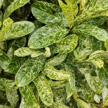 Kirschlorbeer Marbled White - Prunus laurocerasus Kirschlorbeer Marbled White - Prunus laurocerasus
