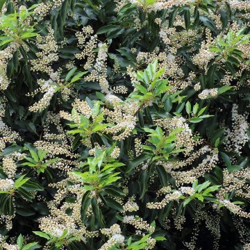 Portugiesische Lorbeerkirsche Angustifolia - Prunus lusitanica Portugiesische Lorbeerkirsche Angustifolia - Prunus lusitanica