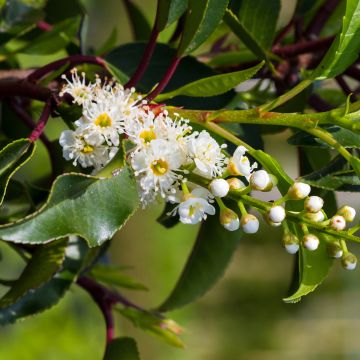 Laurier du Portugal - Prunus lusitanica Brenelia Laurier du Portugal - Prunus lusitanica Brenelia
