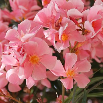 Oleander Saumon - Nerium Oleander Saumon - Nerium