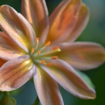 Lewisia Little Peach - Bitterwurz