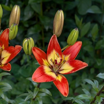 Asiatische Lilie Forever Linda - Lilium Asiatische Lilie Forever Linda - Lilium