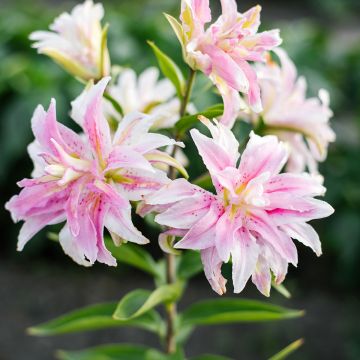 Orientalische Lilie Magic Star - Lilium Orientalische Lilie Magic Star - Lilium