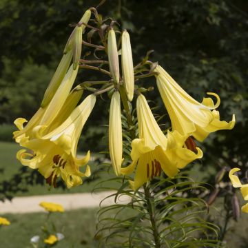 Orientalische Lilie Honeymoon - Lilium