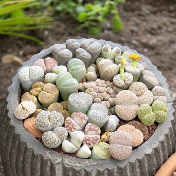 Lithops Pebble Plants Mixed (Samen) - Lebender Stein Lithops Pebble Plants Mixed (Samen) - Lebender Stein