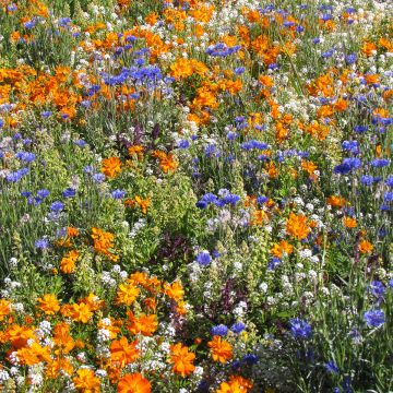 Mischung aus niedrigen Blütenblüten für Bordsteine, Blumenbeeten und Balkone