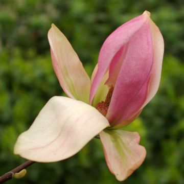 Magnolia Daybreak - Magnolie Magnolia Daybreak - Magnolie