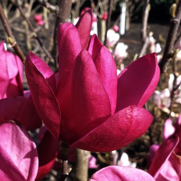 Magnolia Pink Pyramid - Magnolie Magnolia Pink Pyramid - Magnolie