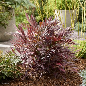 Mahonia Meteor - Stachellose Mahonie Mahonia Meteor - Stachellose Mahonie