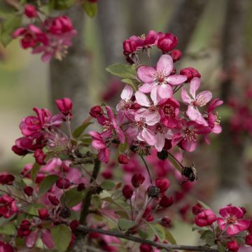 Zierapfel Coccinella Courtarou - Malus Zierapfel Coccinella Courtarou - Malus