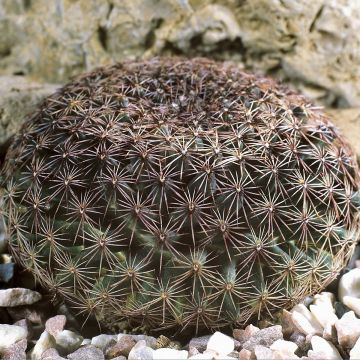 Kaktus - Mammillaria heyderi