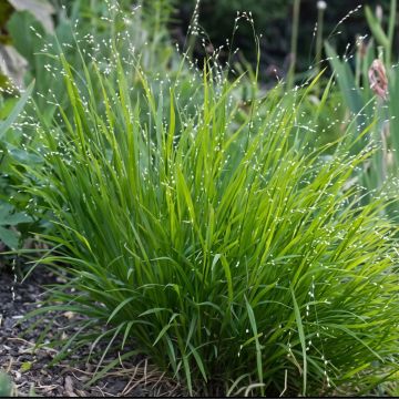 Melica uniflora var. albida - Einblütiges Perlgras