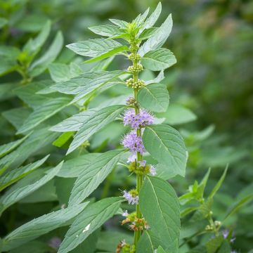 Acker-Minze - Mentha arvensis