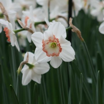 Narcissus Janis Babson